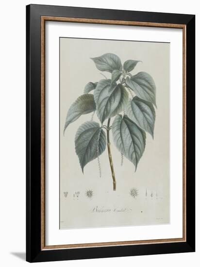 Description des plantes rares que l'on cultive à Navarre et à Malmaison-Pierre-Joseph Redouté-Framed Giclee Print