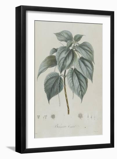 Description des plantes rares que l'on cultive à Navarre et à Malmaison-Pierre-Joseph Redouté-Framed Giclee Print