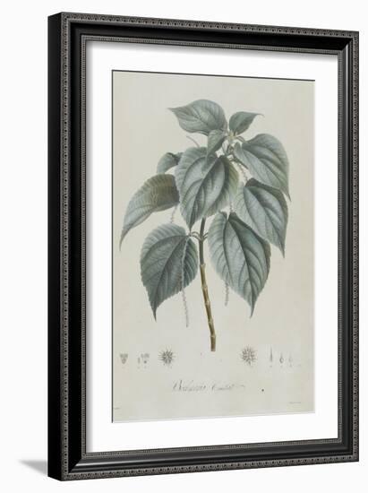 Description des plantes rares que l'on cultive à Navarre et à Malmaison-Pierre-Joseph Redouté-Framed Giclee Print