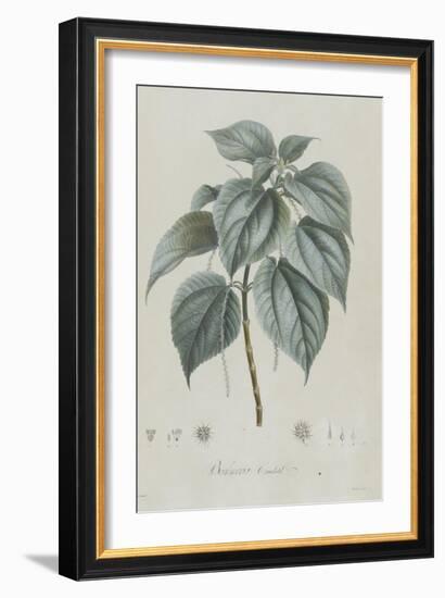 Description des plantes rares que l'on cultive à Navarre et à Malmaison-Pierre-Joseph Redouté-Framed Giclee Print