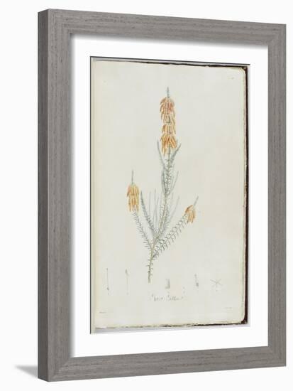 Description des plantes rares que l'on cultive à Navarre et à Malmaison-Pierre-Joseph Redouté-Framed Giclee Print