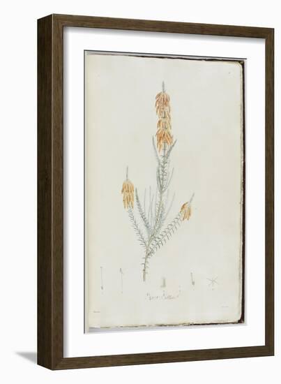 Description des plantes rares que l'on cultive à Navarre et à Malmaison-Pierre-Joseph Redouté-Framed Giclee Print