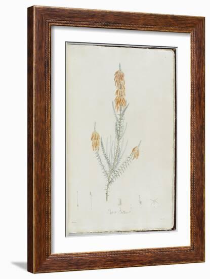 Description des plantes rares que l'on cultive à Navarre et à Malmaison-Pierre-Joseph Redouté-Framed Giclee Print