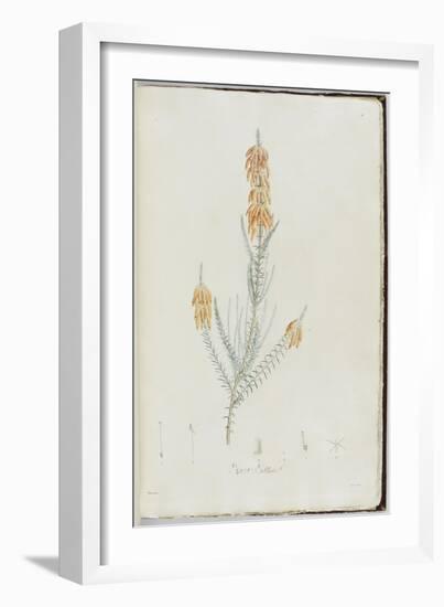 Description des plantes rares que l'on cultive à Navarre et à Malmaison-Pierre-Joseph Redouté-Framed Giclee Print