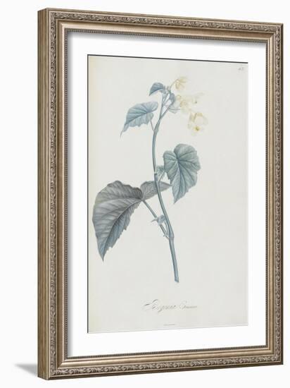 Description des plantes rares que l'on cultive à Navarre et à Malmaison-Pierre-Joseph Redouté-Framed Giclee Print