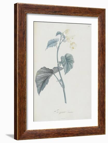 Description des plantes rares que l'on cultive à Navarre et à Malmaison-Pierre-Joseph Redouté-Framed Giclee Print