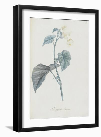 Description des plantes rares que l'on cultive à Navarre et à Malmaison-Pierre-Joseph Redouté-Framed Giclee Print