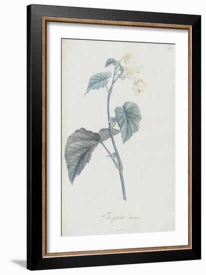 Description des plantes rares que l'on cultive à Navarre et à Malmaison-Pierre-Joseph Redouté-Framed Giclee Print