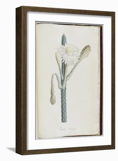 Description des plantes rares que l'on cultive à Navarre et à Malmaison-Pierre-Joseph Redouté-Framed Giclee Print