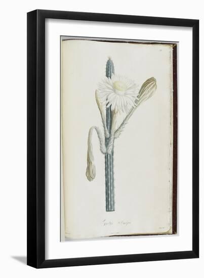 Description des plantes rares que l'on cultive à Navarre et à Malmaison-Pierre-Joseph Redouté-Framed Giclee Print