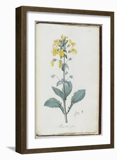 Description des plantes rares que l'on cultive à Navarre et à Malmaison-Pierre-Joseph Redouté-Framed Giclee Print