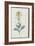 Description des plantes rares que l'on cultive à Navarre et à Malmaison-Pierre-Joseph Redouté-Framed Giclee Print