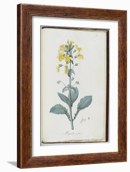 Description des plantes rares que l'on cultive à Navarre et à Malmaison-Pierre-Joseph Redouté-Framed Giclee Print