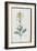 Description des plantes rares que l'on cultive à Navarre et à Malmaison-Pierre-Joseph Redouté-Framed Giclee Print