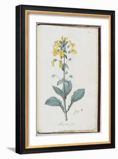 Description des plantes rares que l'on cultive à Navarre et à Malmaison-Pierre-Joseph Redouté-Framed Giclee Print