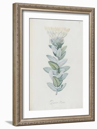 Description des plantes rares que l'on cultive à Navarre et à Malmaison-Pierre-Joseph Redouté-Framed Giclee Print