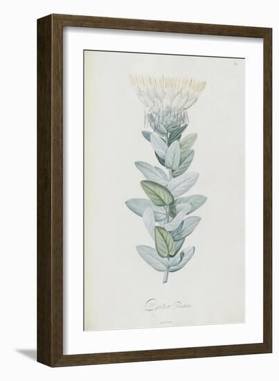 Description des plantes rares que l'on cultive à Navarre et à Malmaison-Pierre-Joseph Redouté-Framed Giclee Print