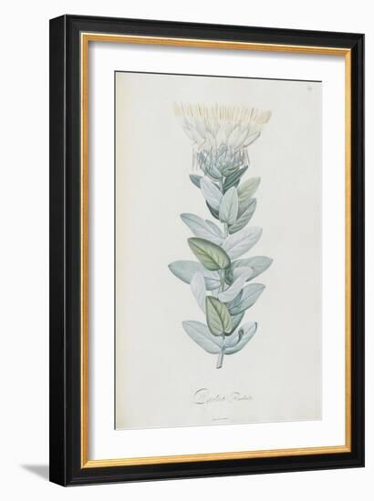 Description des plantes rares que l'on cultive à Navarre et à Malmaison-Pierre-Joseph Redouté-Framed Giclee Print