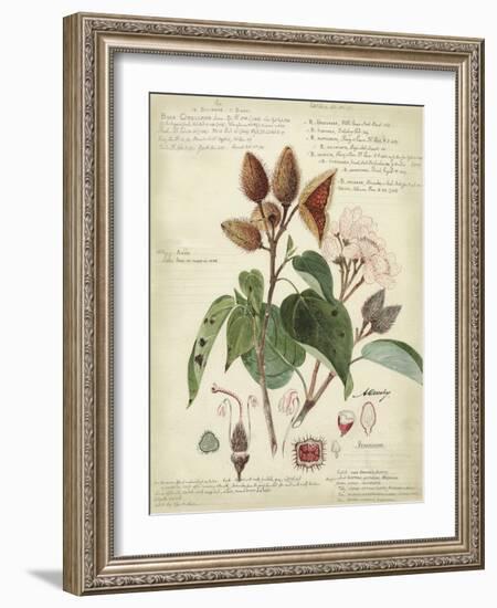 Descube Botanical V-null-Framed Art Print