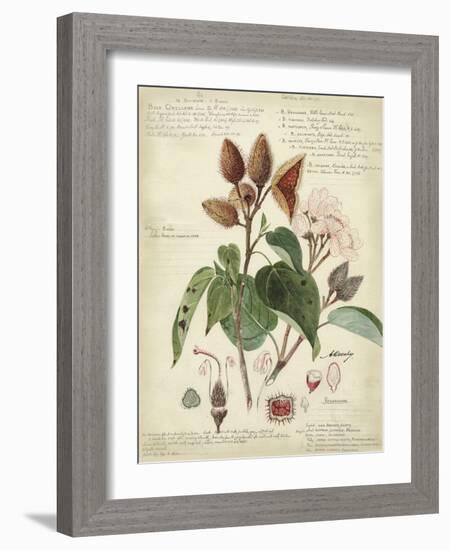 Descube Botanical V-null-Framed Art Print