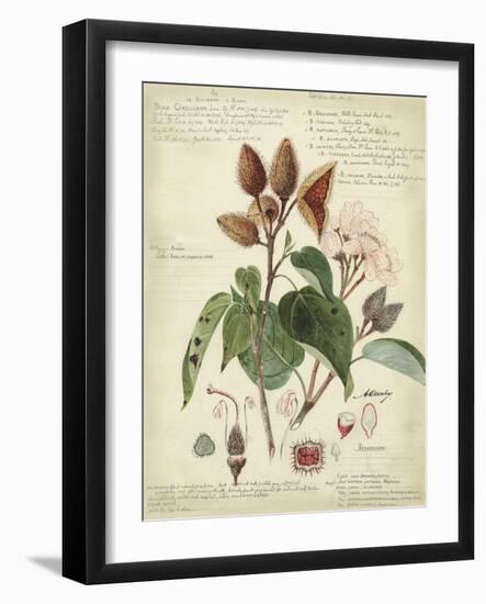 Descube Botanical V-null-Framed Art Print