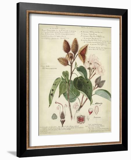 Descube Botanical V-null-Framed Art Print