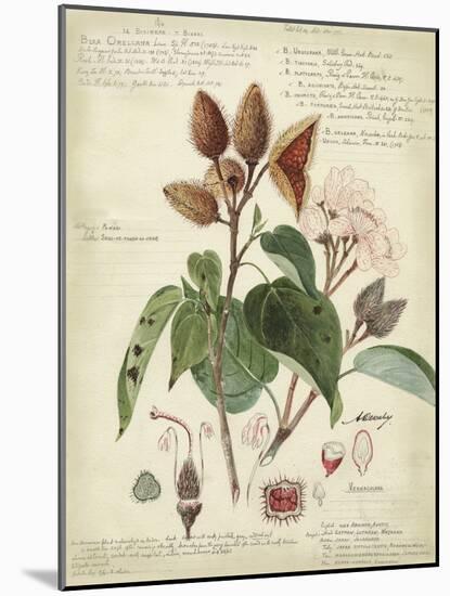Descube Botanical V-null-Mounted Art Print