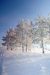 Beautiful Landscape with Winter Forest-DeSerg-Mounted Photographic Print