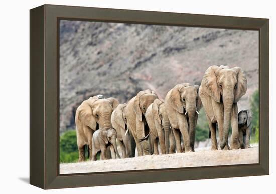 Desert-adapted Elephants-Tony Camacho-Framed Premier Image Canvas