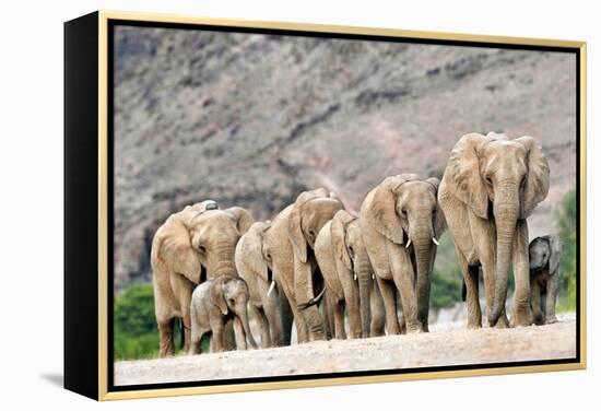 Desert-adapted Elephants-Tony Camacho-Framed Premier Image Canvas
