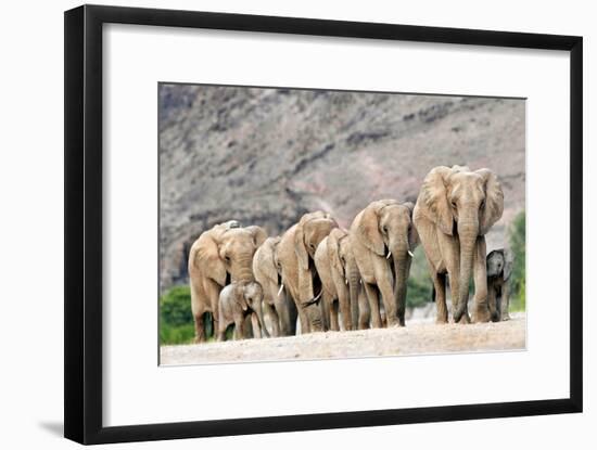 Desert-adapted Elephants-Tony Camacho-Framed Photographic Print