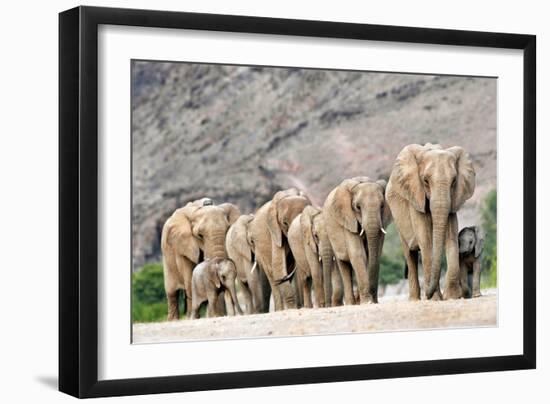 Desert-adapted Elephants-Tony Camacho-Framed Photographic Print