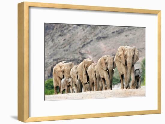 Desert-adapted Elephants-Tony Camacho-Framed Photographic Print