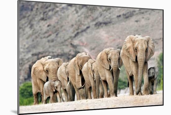 Desert-adapted Elephants-Tony Camacho-Mounted Photographic Print