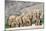 Desert-adapted Elephants-Tony Camacho-Mounted Photographic Print