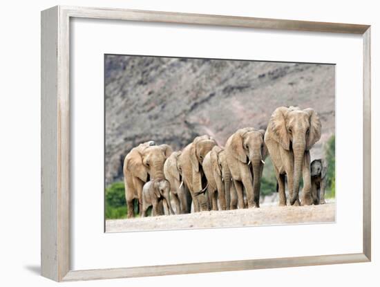 Desert-adapted Elephants-Tony Camacho-Framed Photographic Print