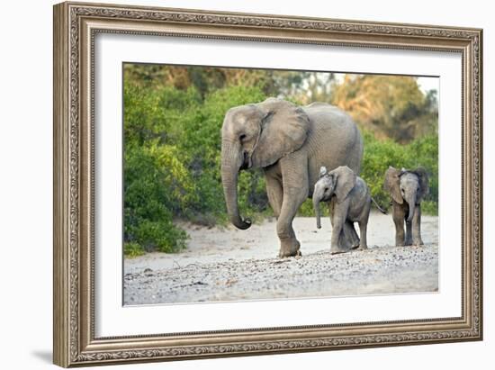 Desert-adapted Elephants-Tony Camacho-Framed Photographic Print