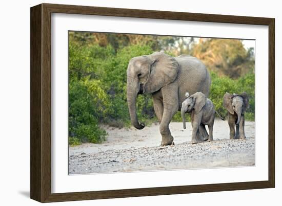 Desert-adapted Elephants-Tony Camacho-Framed Photographic Print