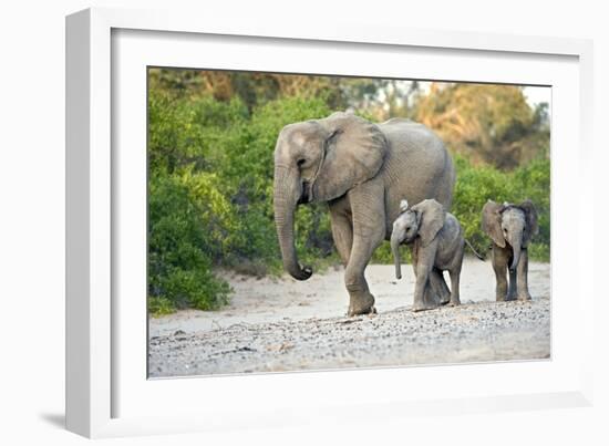Desert-adapted Elephants-Tony Camacho-Framed Photographic Print