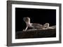 Desert Banded Gecko (Coleonyx Variegatus Variegatus) Controlled Conditions-Daniel Heuclin-Framed Photographic Print