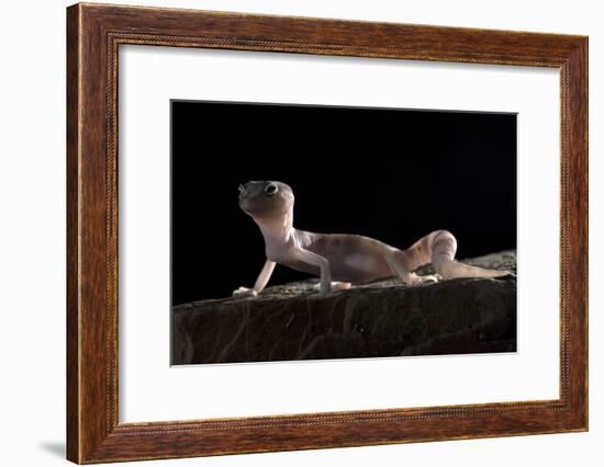 Desert Banded Gecko (Coleonyx Variegatus Variegatus) Controlled Conditions-Daniel Heuclin-Framed Photographic Print