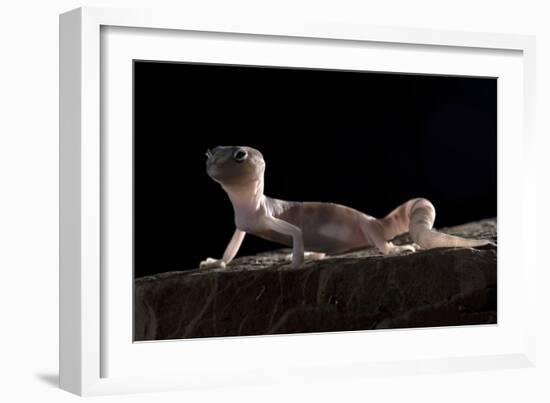 Desert Banded Gecko (Coleonyx Variegatus Variegatus) Controlled Conditions-Daniel Heuclin-Framed Photographic Print