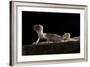 Desert Banded Gecko (Coleonyx Variegatus Variegatus) Controlled Conditions-Daniel Heuclin-Framed Photographic Print