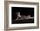 Desert Banded Gecko (Coleonyx Variegatus Variegatus) Controlled Conditions-Daniel Heuclin-Framed Photographic Print