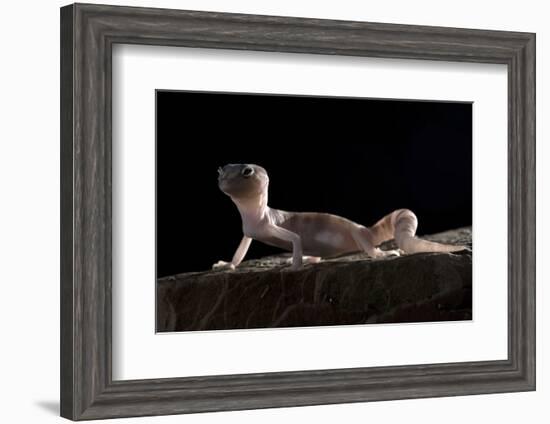 Desert Banded Gecko (Coleonyx Variegatus Variegatus) Controlled Conditions-Daniel Heuclin-Framed Photographic Print