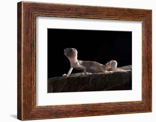 Desert Banded Gecko (Coleonyx Variegatus Variegatus) Controlled Conditions-Daniel Heuclin-Framed Photographic Print