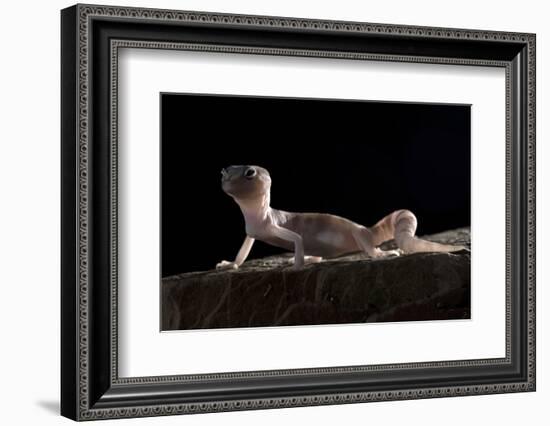 Desert Banded Gecko (Coleonyx Variegatus Variegatus) Controlled Conditions-Daniel Heuclin-Framed Photographic Print