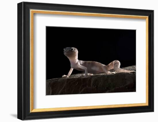 Desert Banded Gecko (Coleonyx Variegatus Variegatus) Controlled Conditions-Daniel Heuclin-Framed Photographic Print