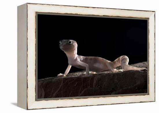 Desert Banded Gecko (Coleonyx Variegatus Variegatus) Controlled Conditions-Daniel Heuclin-Framed Premier Image Canvas