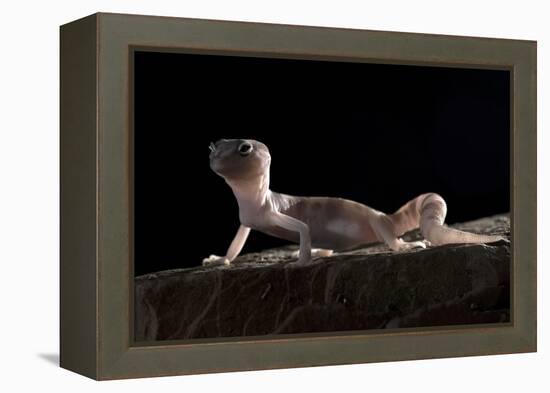 Desert Banded Gecko (Coleonyx Variegatus Variegatus) Controlled Conditions-Daniel Heuclin-Framed Premier Image Canvas